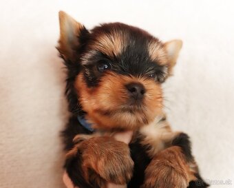 Yorkshire Terrier, York, Jork, Yorkshirsky teriér, šteniatka