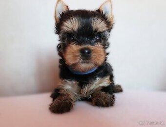 Yorkshire Terrier, York, Jork, Yorkshirsky teriér, šteniatka