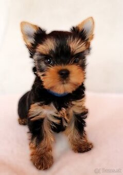 Yorkshire Terrier, York, Jork, Yorkshirsky teriér, šteniatka