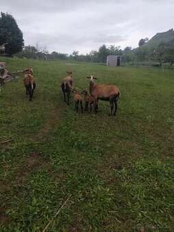 Kamerunská ovca a mladé