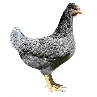 Kúpim