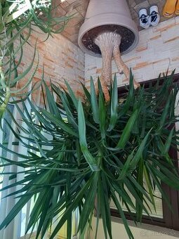 Predám yucca elephantipes - 1