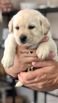 Labrador retriever