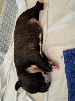 Predám šteniatka stafford/American bully