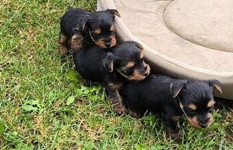 Mini Yorkshire terrier