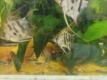 Predám leopardie skalare