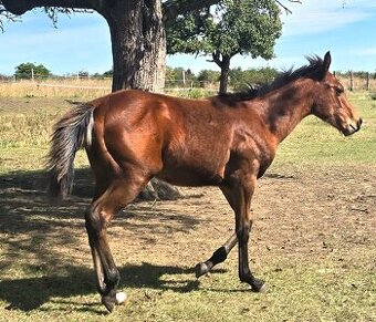 quarter horse
