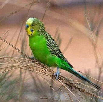 KÚPIM EXOTICKÉ VTÁCTVO