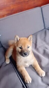Shiba inu