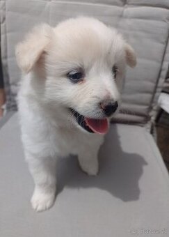 Na predaj rozkošné šteniatko - nemecký špic biely-stredný