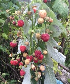 Remontantna malina Heritage