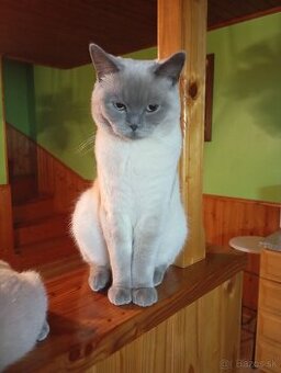 Britský kocúr na krytie