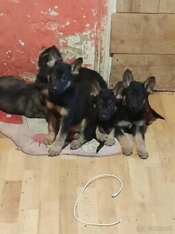 Veľmi hrave šteniatka