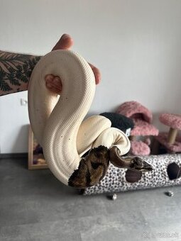 Python Kráľovský ( Python Regius ) - Piebald