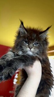 mainska myvalia maine coon