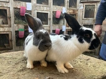 Nemecký obrovitý strakáč