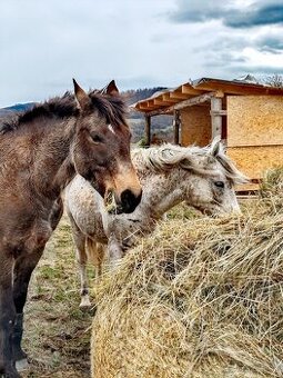 Kúpim alebo zoberiem do prenájmu
