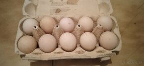 Násadové vajíčka - Wyandotky SČL