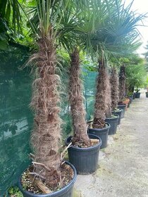 Palmy Trachycarpus Fortunei