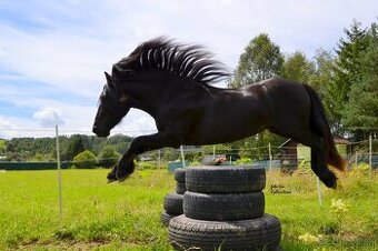 Pripustanie zrebcom fell pony