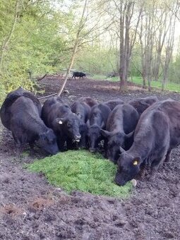 Jalovice aberdeen angus
