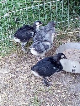 Kuriatka marans