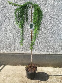 Catalpa Nana, Larix