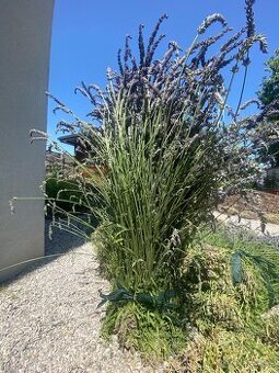 levandula
