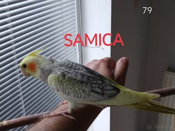 Korela ručne dokŕmená