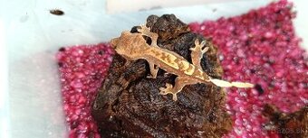 Pagekon riasnatý ( Correlophus ciliatus)