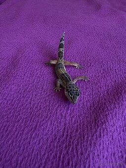 Predám Pagekona Riasateho a Gekona Nočneho - 1