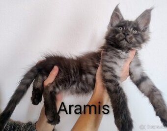 Mainská mývalia s PP