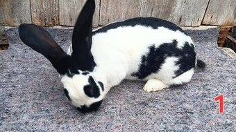 N.O. Strakoš, Kalifornsky