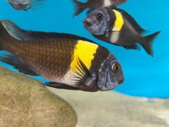 Tropheus Duboisi MASWA