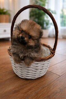 Pomeranian  šteniatko