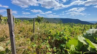 NA PREDAJ VINOHRAD O VÝMERE 514M2 - 1