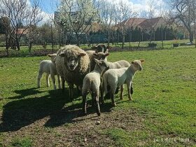 Ovce, jahňatá