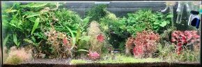 Akvarijne rastliny zo strihania