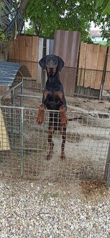 Darujem dobermana