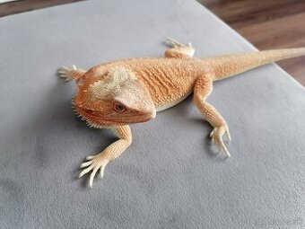 Agama Bradatá