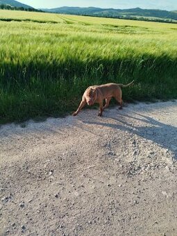 Darujem psíka, pitbull red nose - 1