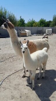 Lama samček