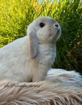 🎀🩷 Minilop králik 🩷🐰
