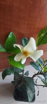 Toskánsky žltý jazmín