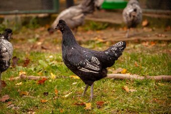 Mládky Apenzelský chocholáč x Wyandotka