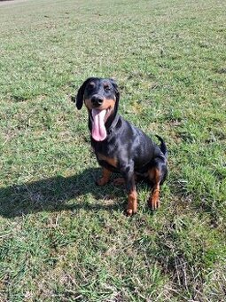 Darujem doberman + neznáme