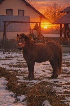 Kúpim kobylu/valacha