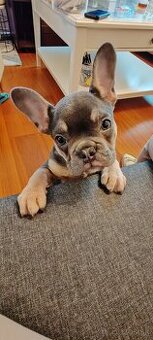 Francúzsky buldoček