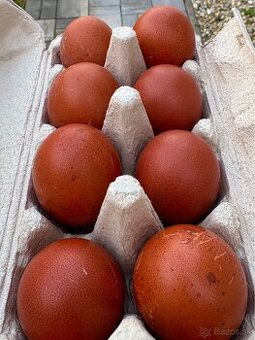 Násadové vajcia plemena Maranska čierna medenokrká (Marans).