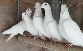 Biele poštové holuby
